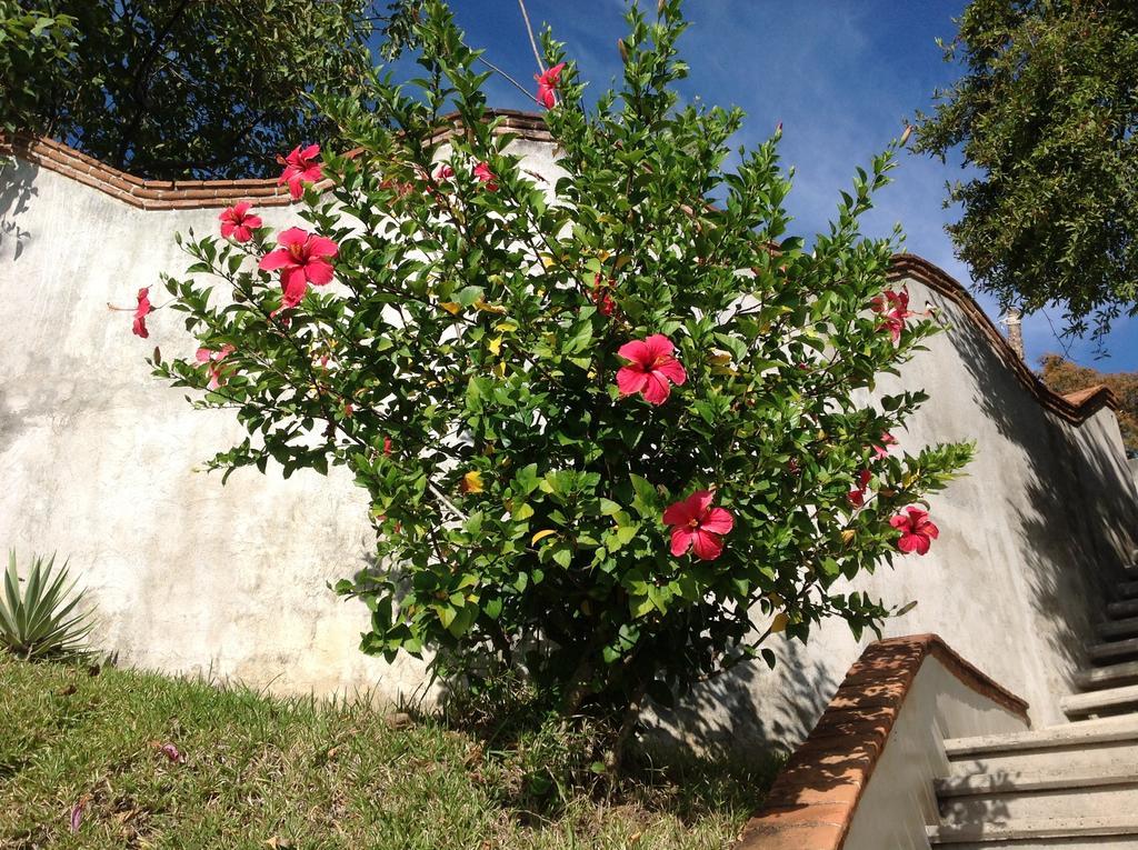 Casa Flor De Mar Hotel Zipolite Ngoại thất bức ảnh