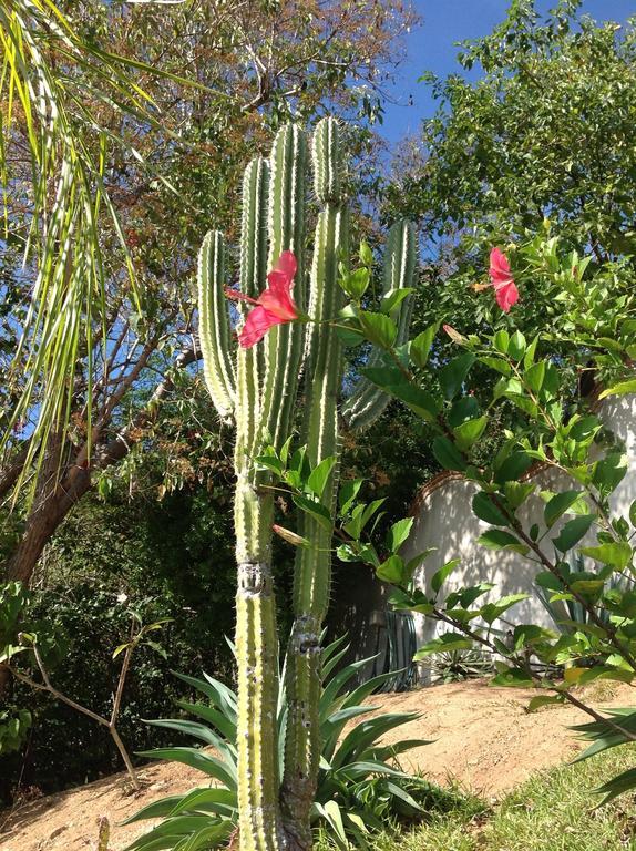 Casa Flor De Mar Hotel Zipolite Ngoại thất bức ảnh